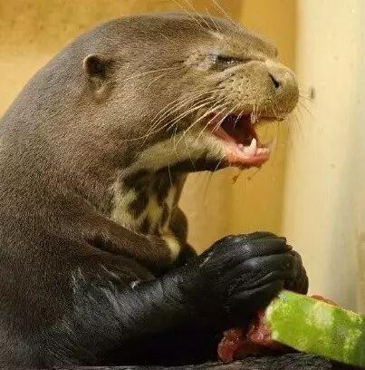 水獭瓜怎么吃才好吃视频,视频教你轻松烹饪佳肴