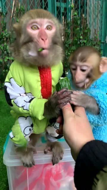 小猴吃瓜的视频,欢乐时光里的趣味瞬间