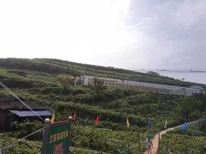 成县吃瓜事件视频,一场网络舆论的风暴与反思