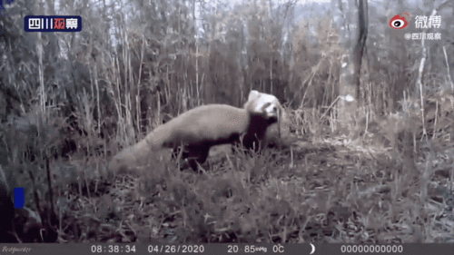 吃瓜群众小萌兽视频,趣味横生的瓜界奇观