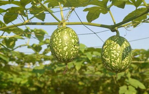 吊瓜小朋友可以吃吗视频,安全与营养并重