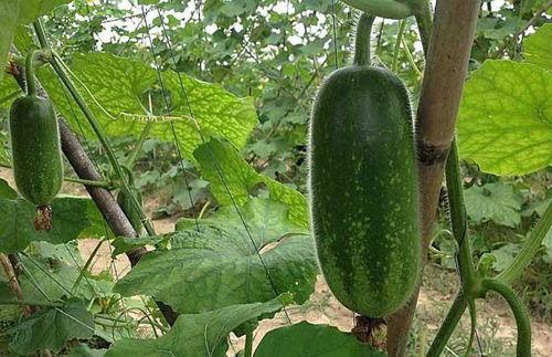 韶关毛师傅吃瓜视频曝光,揭秘背后惊人真相