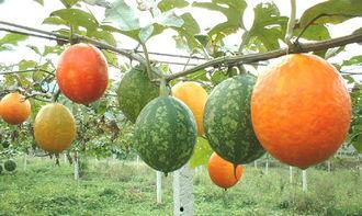 小吊瓜怎么挖着吃视频,轻松解锁美味新体验