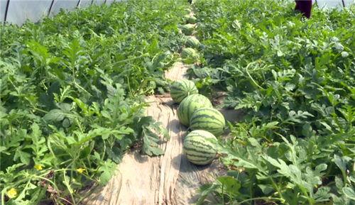 武汉爆料最新吃瓜视频,揭秘幕后真相，一探究竟！