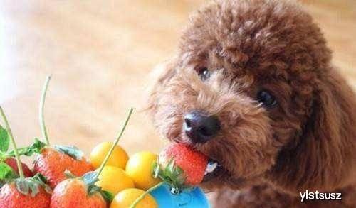 泰迪不明所以吃瓜视频,萌态十足引网友热议