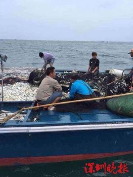 台湾吃瓜渔民图片视频,趣味生活瞬间捕捉