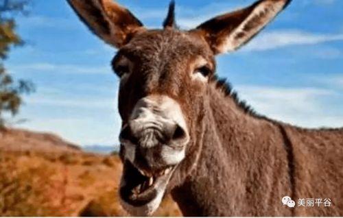 精致的小驴吃瓜视频下载,揭秘网络红人幕后生活