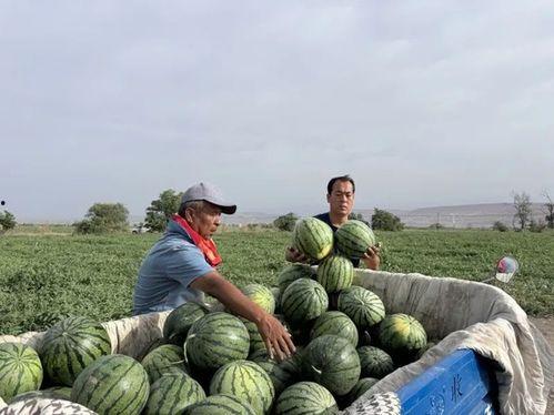 甘肃沙乡吃瓜视频,一场视觉与味蕾的双重盛宴