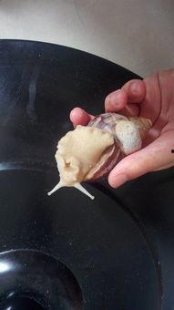 种的瓜有蜗牛吃怎么办视频,应对蜗牛瓜农烦恼