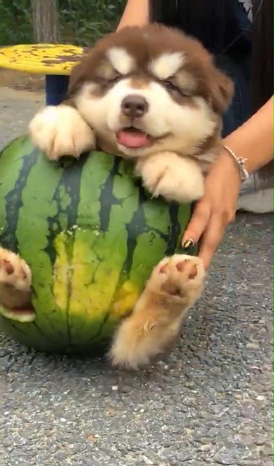 狗给主人吃瓜视频播放,狗狗与主人共享美味瓜果温馨瞬间