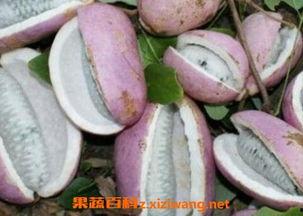 外地人吃八月瓜怎么吃视频,八月瓜美味食用指南