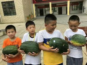 师生们吃瓜视频大全,师生吃瓜视频大全精彩回顾