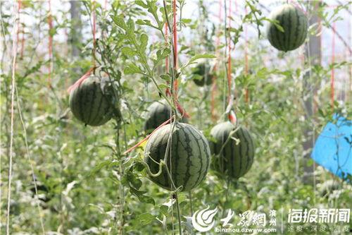 丰县吃瓜事件视频播放