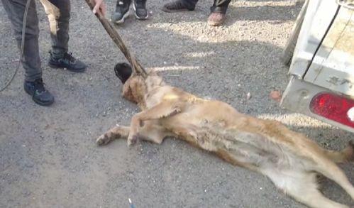 吃瓜狗被打一棍子的视频