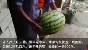 吃瓜的一天完整视频,趣味横生的日常瞬间大盘点